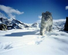 Largest National park in India