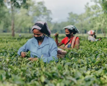 Assam Best Tourist Attraction