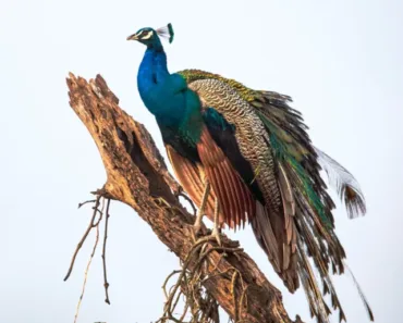 Keoladeo National Park