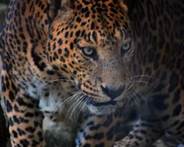 Jim Corbett National Park