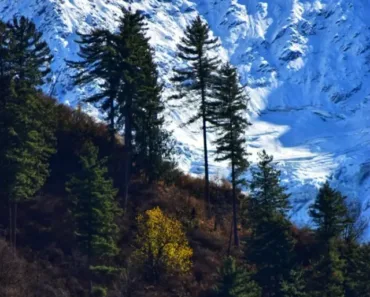 Tosh Himachal Pradesh