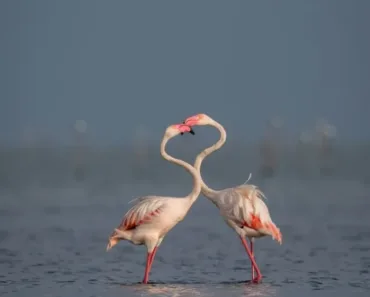 Pulicat Lake Bird Sanctuary
