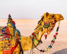 Rann-of-Kutch