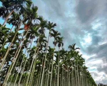 coorg-best-places-karnataka
