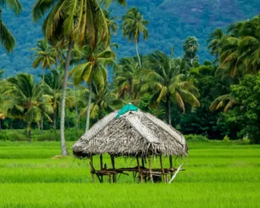 Places to visit in Alleppey