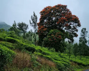 Places to visit in Wayanad